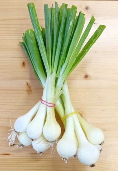 Bild von Jungzwiebel