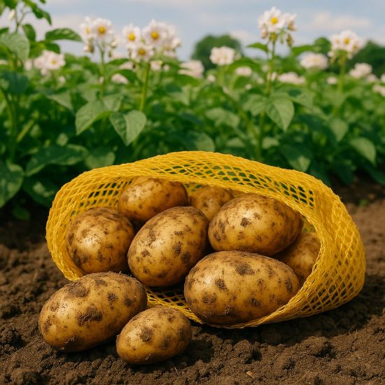 Picture of Frühkartoffel: Annabelle 3kg