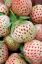 Bild von Weiße Erdbeeren