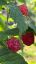 Bild von Himbeeren 150g